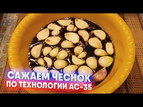 Видео: Сажаем чеснок по технологии АС 35