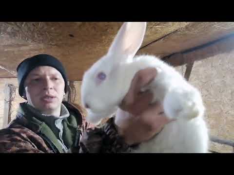 Видео: кролики 🐰 почему серебро, а не панон