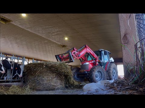 Видео: 1 мужчина против 91 молочной коровы... Я взял на себя все обязанности на нашей молочной ферме на ...