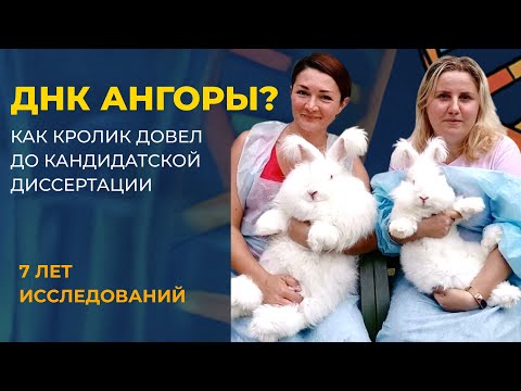 Видео: Как кролик довёл до кандидатской. Немецкая ангора, ДНК, и 7 лет исследований.