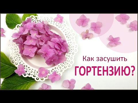 Видео: ЮВЕЛИРНАЯ СМОЛА || Гортензия || КАК СУШИТЬ ЦВЕТЫ? How to dry a hydrangea?