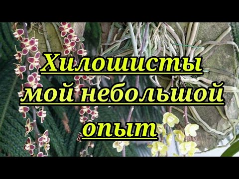 Видео: Хилошиста и мой небольшой опыт.Chilochista.