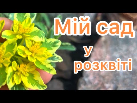 Видео: МІЙ САД у розквіті. 🧡🌿 ГАРНІ КЛУМБИ.