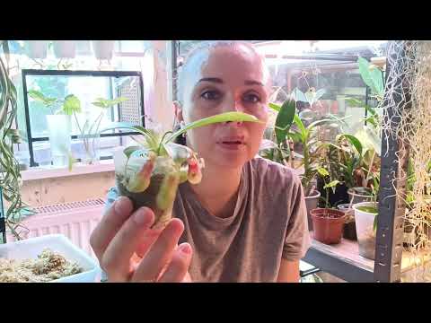 Видео: Непентес. Пересадка, перехожу на другой грунт .
