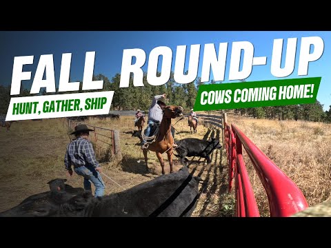 Видео: 2 дня охоты на коров в Блэк-Хиллс!