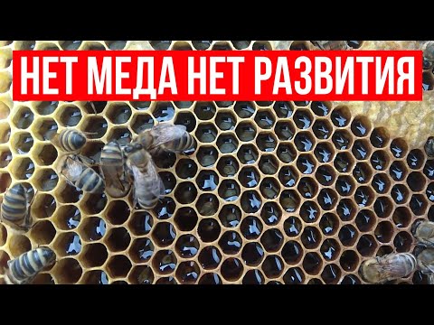 Видео: ПЛОХОЕ РАЗВИТИЕ ПЧЕЛ. В ЧЕМ ПРИЧИНА ? 20.05.2020