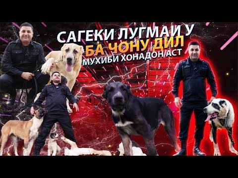 Видео: САГЕКИ ЛУГМАИ У УСТУХОН АСТ