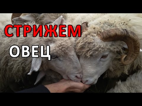 Видео: Стрижём овец! Обзор Scherer Prima 500!!!