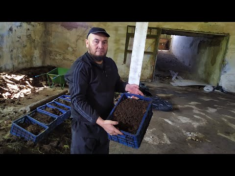 Видео: СӨӨЛЖАН БАГУУ эң кирешелүү БИЗНЕС экен  /  150 эсе көп пайда алып келет