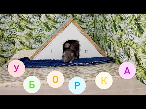 Видео: Уборка у крыс 🐀