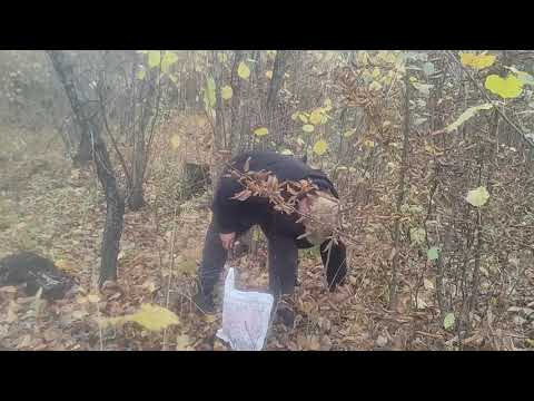 Видео: Гребли опеньки неочікувано. Не кущові, одиночки