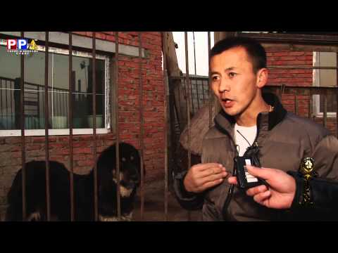 Видео: PPTV "Банхар" нэвтрүүлэг 2013.11.13