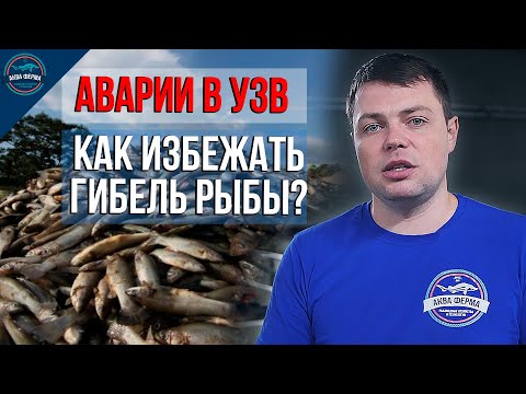 Видео: Аварии и Гибель Рыбы в УЗВ  Как избежать