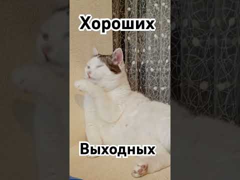 Видео: Сахарок #ПекарьТони #Сахарок