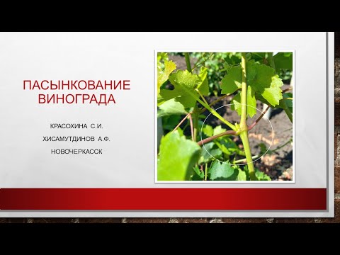 Видео: Пасынкование винограда. Хисамутдинов АФ, Красохина СИ