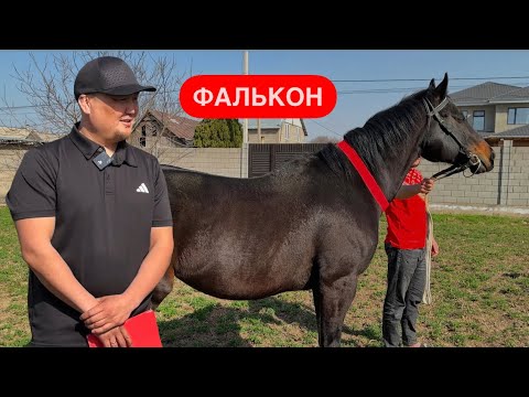 Видео: "Айгырлар" беру́усу.7-чыгарылыш. Фаворит болчу Фалькон