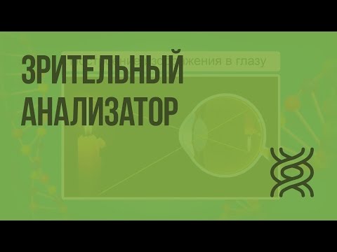 Видео: Зрительный анализатор. Видеоурок по биологии 8 класс