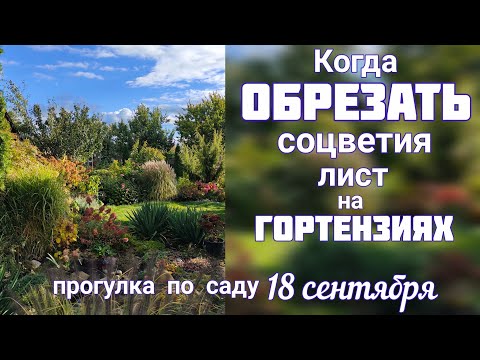 Видео: УХОД за гортензиями ОСЕНЬЮ 💐 прогулка-ОБЗОР осеннего САДА 💐 18 сентября 