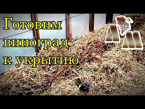 Видео: 🍇 Подготовка винограда к зимнему укрытию