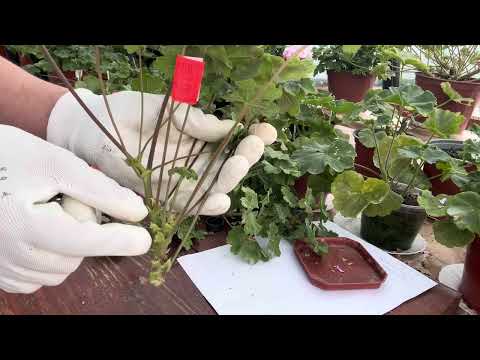 Видео: #114.ЖАЛІЮ ЩО не знала цього СЕКРЕТУ обрізки ПЕЛАРГОНІЙ  зонартикового типу.Укорінення 100 %