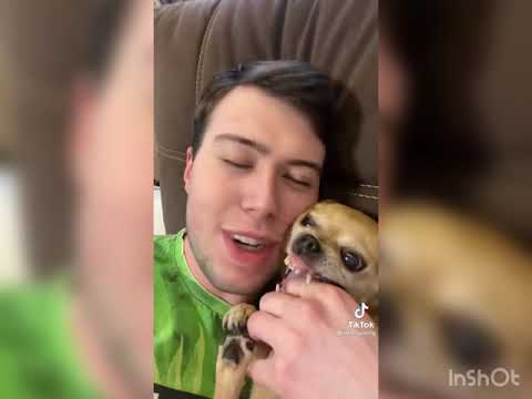 Видео: ПАРЕНЬ И ЧИХУАХУА САМАЯ ЗЛАЯ СОБАКА ТИК ТОКА
