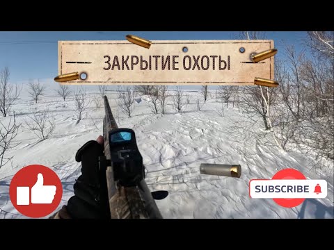 Видео: Закрытие охоты на зайца 2023! Коллиматорный прицел спас зайца!)))))