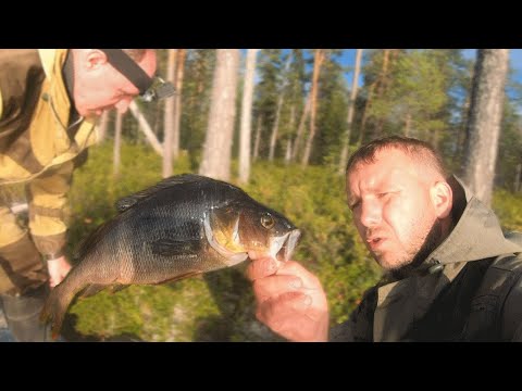 Видео: В лесной глуши нашли озеро. Как выглядит рыбалка в нетронутых водоемах северной тайги. Вот это клёв!