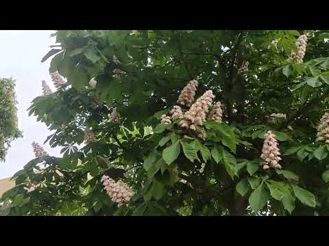 Видео: В поисках каштана павия