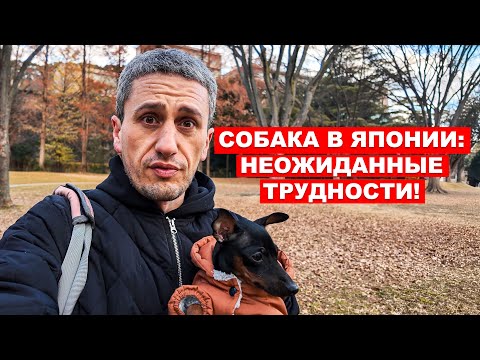 Видео: Почему завести собаку в Японии — это сложнее, чем вы думаете?