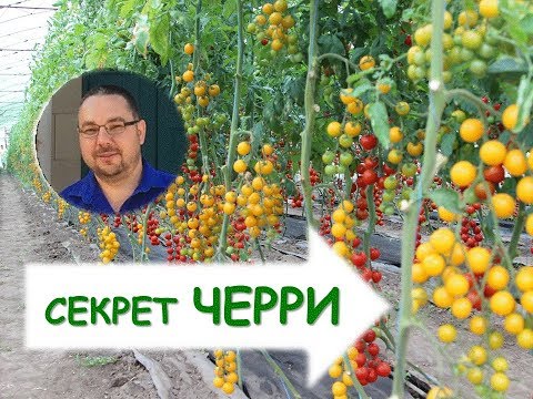 Видео: Как вырастить томаты черри? Секреты возделывания.