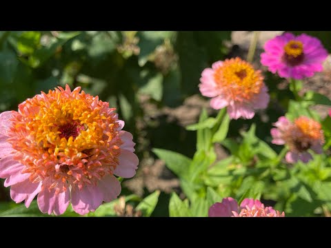 Видео: Есенни грижи в цветната градина