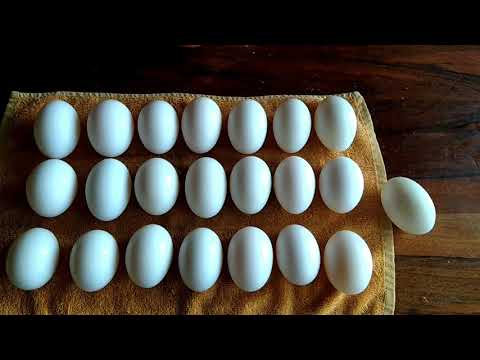 Видео: Мой режим инкубации Мускусной утки//Индоутки