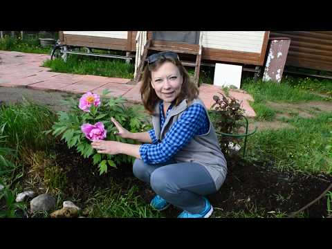 Видео: Древовидный пион: выращивание, уход и зимовка