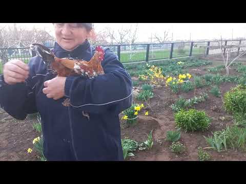 Видео: навожу порядки в палисаднике