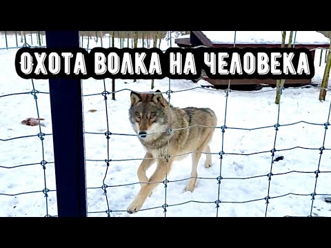 Видео: Якутский Волк БРАТИШ , следит за мной из далека. Ночные съемки белого и чёрного волка.