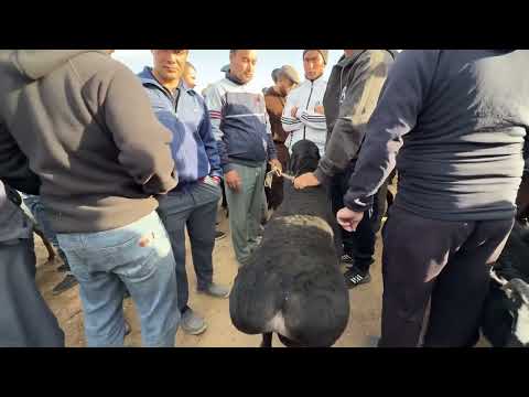 Видео: ЭЛЛИККАЛА ТУМАНИ  БУСТОН КУЙ БОЗОР НАРХЛАРИ КУРАМИЗ 