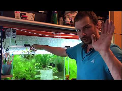 Видео: Международная посылка с креветками.