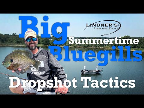 Видео: Летние синежаберные особи Dropshot