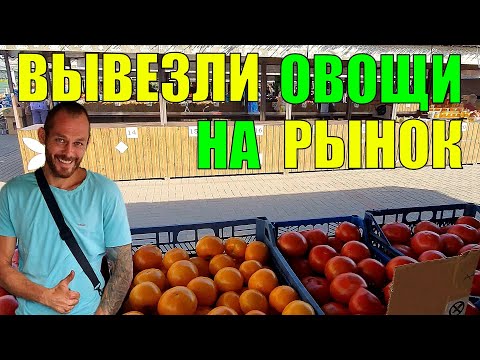Видео: Выехали на рынок с томатами. Строим хозблок для Дома Отдыха. Убираем огурцы.