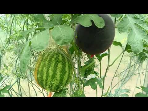 Видео: Первый арбуз Сахарный малыш. Север Бурятии.