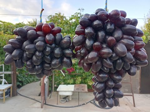 Видео: КУМИР! ОЧЕНЬ КРУПНАЯ И ДОСТОЙНАЯ ФОРМА! ТЕЛ.+79054033245, WhatsApp и Viber +79528500417.