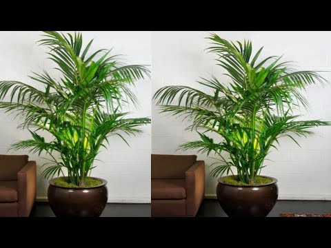 Видео: Как сделать пальмовое растение из полиэтиленового пакета »вики полезно Цветочные Ремесла