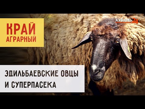 Видео: Край аграрный | Эдильбаевские овцы и суперпасека