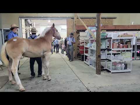 Видео: Аукцион лошадей для тяжеловозов Южной Индианы, день 2.