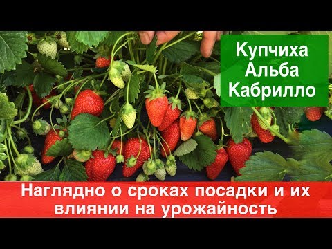 Видео: О сроках посадки клубники и их влиянии на урожайность