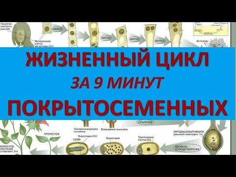 Видео: ЖИЗНЕННЫЙ ЦИКЛ ЦВЕТКОВЫХ ЗА 9 МИНУТ (+ разбор заданий из ЕГЭ)