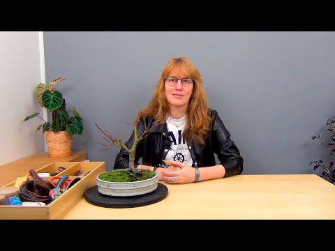 Видео: Бонсай из клена (ч.7).