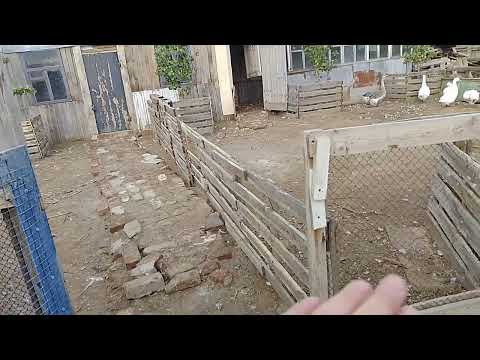 Видео: 21 октября, как избавиться от крыс 