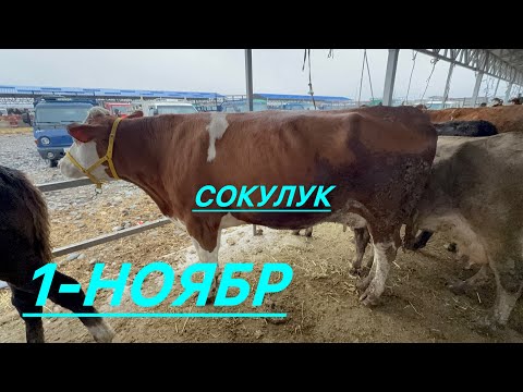 Видео: Уй базар сокулук мал базары