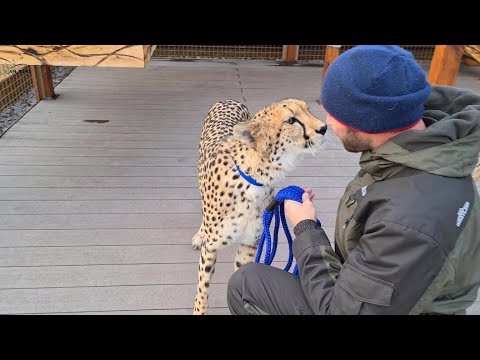 Видео: Герда впервые на поводке!